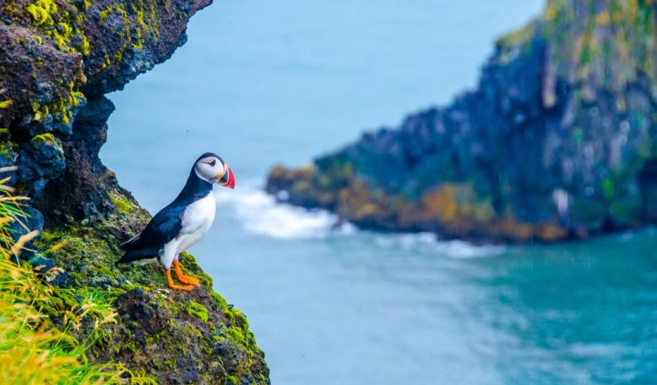 Puffin-Iceland-_253430401