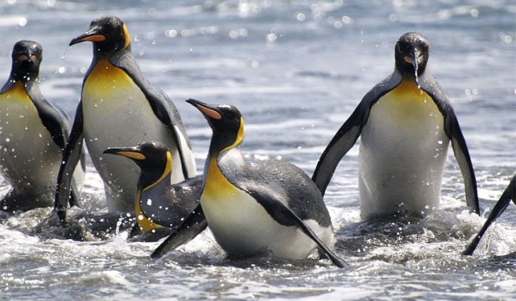 South-Georgia-Kings-Penguins