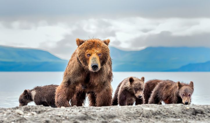 Bears-Kamchatka, Russia