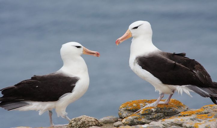 Black-browed Albatross, New Island, Falkland Islands