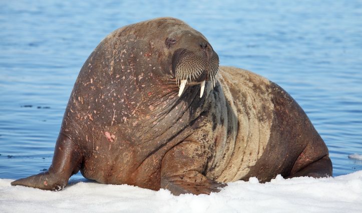 Walrus - Franz Josef Land