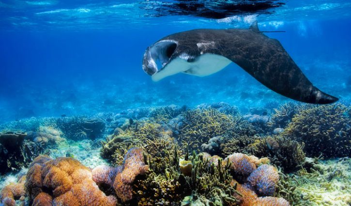 Manta-ray-filter-feeding-above-a-coral-reef-in-the-blue-Komodo-waters--shutterstock_223243231-900-X-450