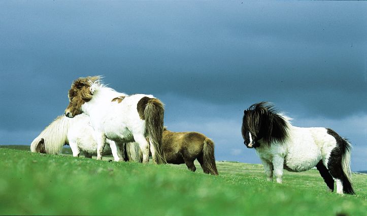 Shetland ponies in Shetland Isles, Scotland