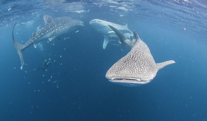 Three whale sharks swimming near the surface, Cenderawasih Bay, West Papua, Indonesia