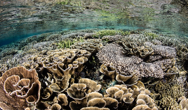 coral reef grows in extremely shallow water in Komodo National Park, Indonesia