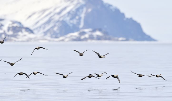 Svalbard, King Eiders in Flight