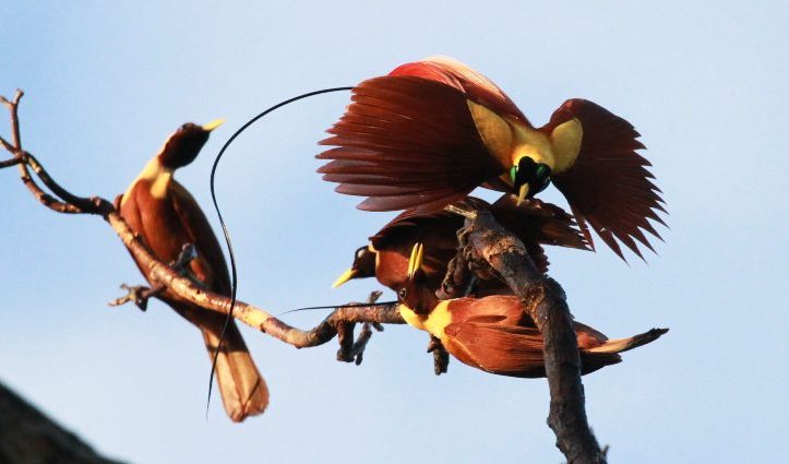 MUST CREDIT D Brown Bird of paradise Heritage Expeditions