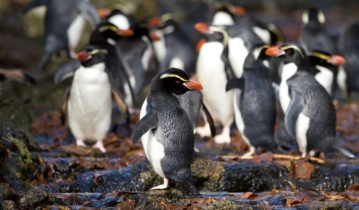 Snares Crested Penguin