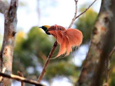 Raggiana Bird-of-Paradise, Varirata National Park, Papua New Guinea