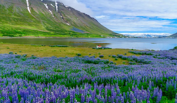 Isafjordur-town,-in-the-west-fjords-region,-Iceland-725-423-shutterstock_527813755
