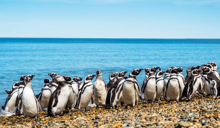 Magellanic-penguins-Argentina-725-423--shutterstock_1339851131