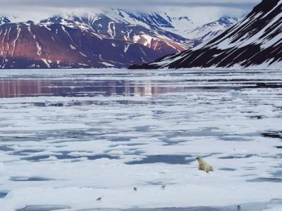 Polar-bear-Spitsbergen