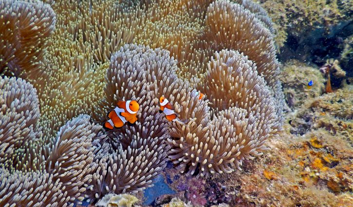 Coral Expeditions - Bunaken Reef