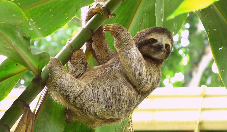 Sloth-Costa-Rica