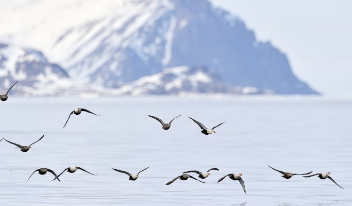 Birds in Flight - Svalbard