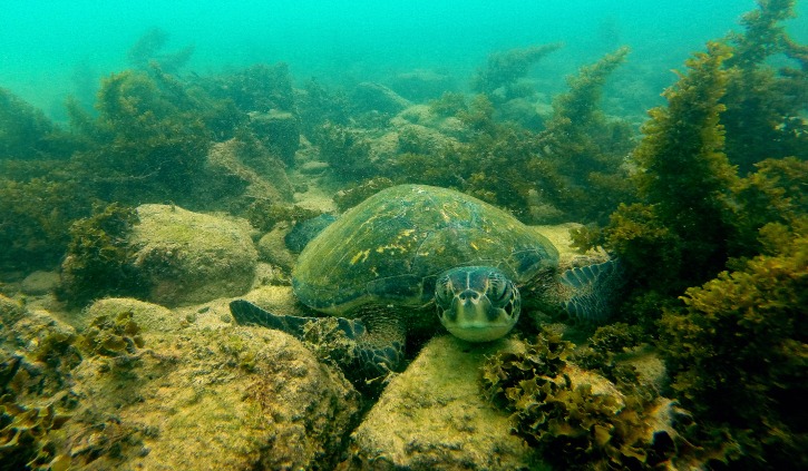Galapagos Turtle on Seabed