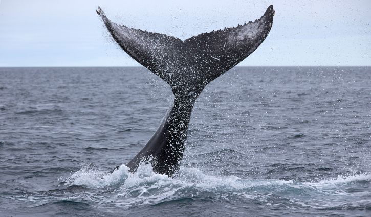Iceland Husavik Westfjödur Wale Watching Humpback Buckelwal