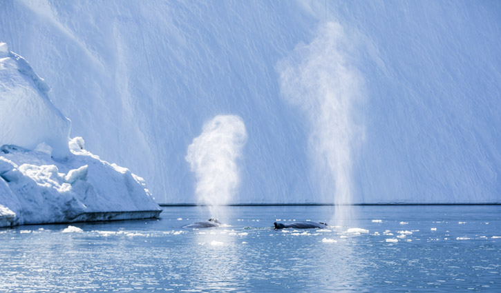 Ilulissat_Icefjord_Whales (5) resize iceland pro cruises c