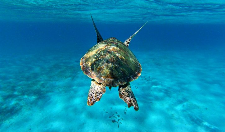 Ponant Sea Turtle