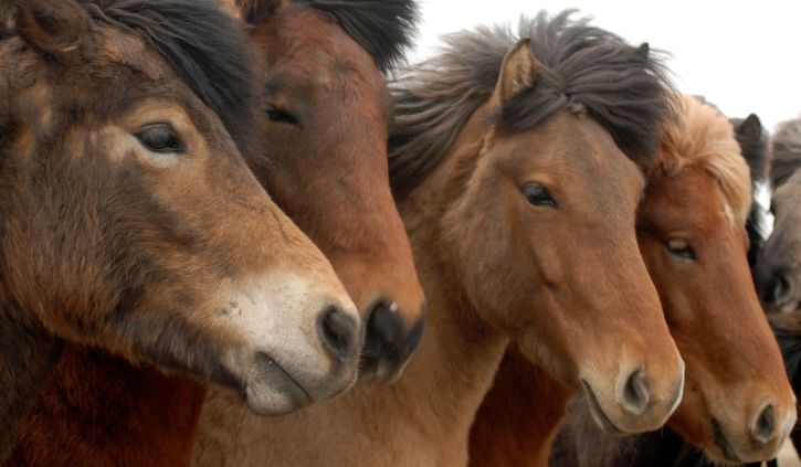Icelandic Horses Iceland pro cruises resize