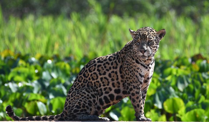 Nellie Jaguar Pantanal resize