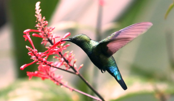 hummingbird ponant only resize