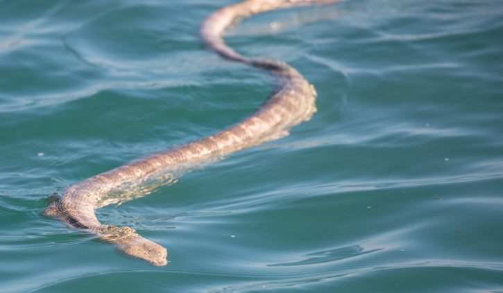 sea snake, kimberley australia silversea only resize
